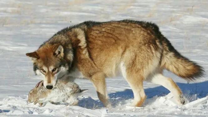 ����������µ���Ȯ�������� ÿһ�ֶ���ʲô����