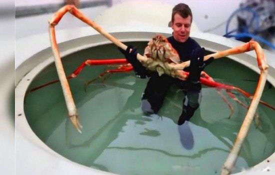 日本巨型杀人蟹介绍 世界上最大的螃蟹有多大多重