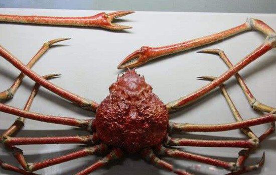 日本巨型杀人蟹介绍 世界上最大的螃蟹有多大多重