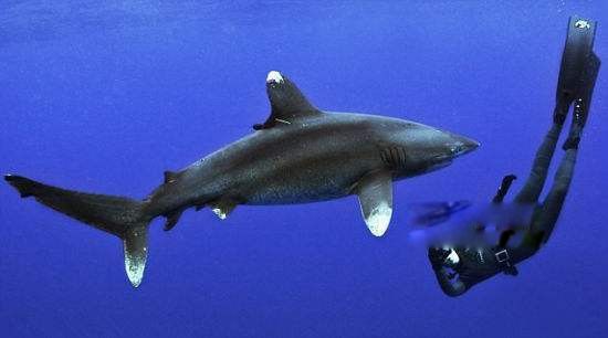 白鳍鲨是保护动物吗 它和黑鳍鲨区别在哪