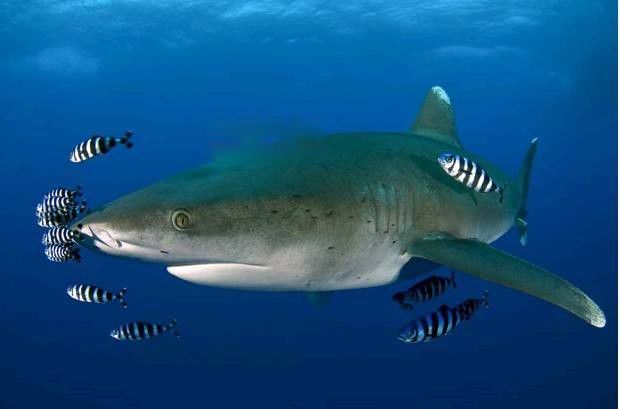 白鳍鲨是保护动物吗 它和黑鳍鲨区别在哪