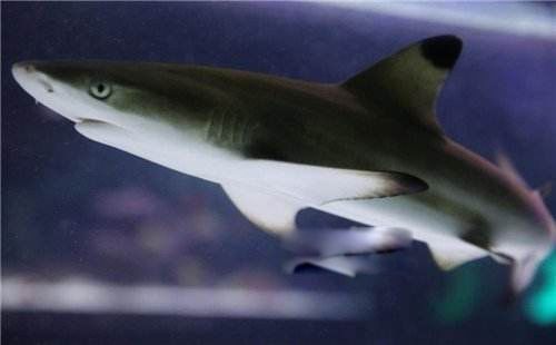 �������Ǳ��������� ���ͺ�������������