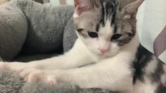 ������ʲô��˼ ������Ϊ��è����ʲô����