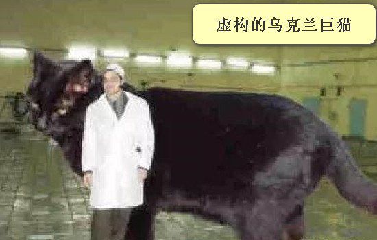 ����������è��ʲôèͼƬ ����è��ʲôƷ������è