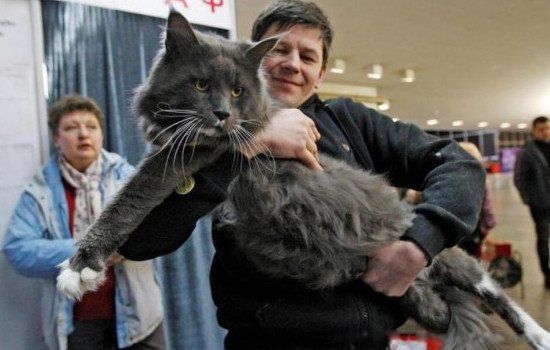 ����������è��ʲôèͼƬ ����è��ʲôƷ������è