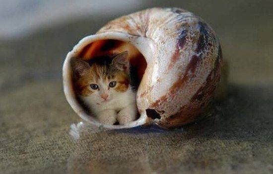 ����������è��ʲôèͼƬ ����è��ʲôƷ������è