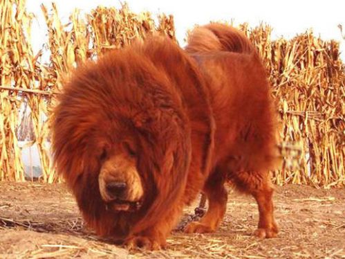 �й�����ʮ���������� ʨ���й��������Ĳ���