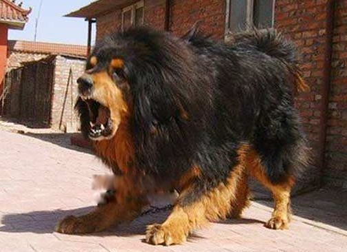 �й�����ʮ���������� ʨ���й��������Ĳ���