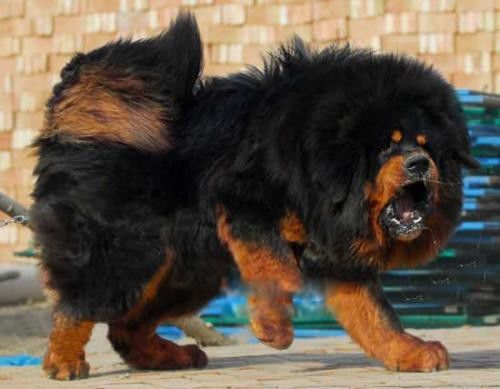 �й�����ʮ���������� ʨ���й��������Ĳ���