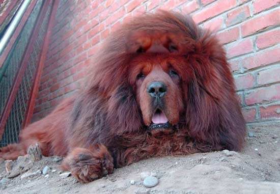 �й�����ʮ���������� ʨ���й��������Ĳ���