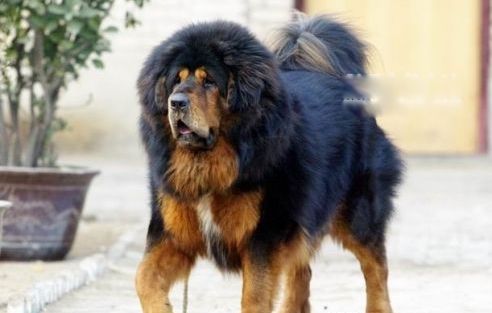 �й�����ʮ���������� ʨ���й��������Ĳ���