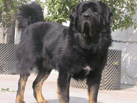 �й�����ʮ���������� ʨ���й��������Ĳ���