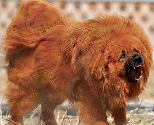 �й�����ʮ���������� ʨ���й��������Ĳ���