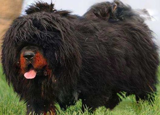 �й�����ʮ���������� ʨ���й��������Ĳ���