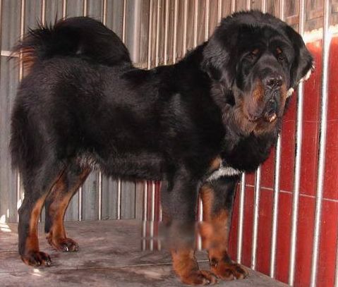 �й�����ʮ���������� ʨ���й��������Ĳ���