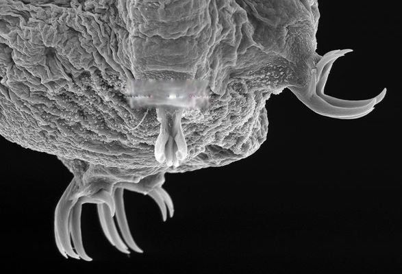 ʳ��������Ƭ��ʲô���ӵ� �Ծ���Ϊ���ĺ������