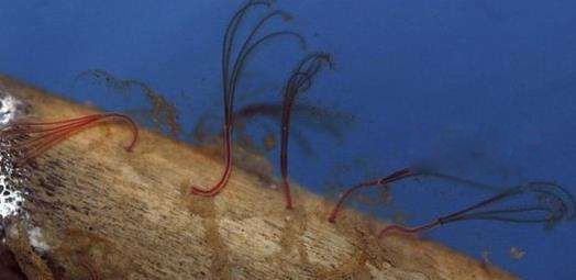 ʳ��������Ƭ��ʲô���ӵ� �Ծ���Ϊ���ĺ������