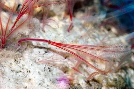 ʳ��������Ƭ��ʲô���ӵ� �Ծ���Ϊ���ĺ������