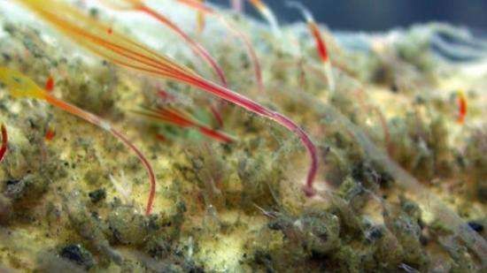 ʳ��������Ƭ��ʲô���ӵ� �Ծ���Ϊ���ĺ������