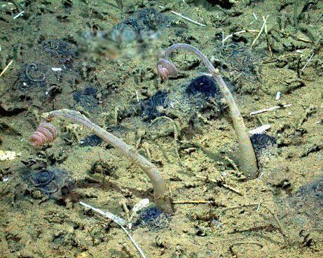 食骨蠕虫的照片是什么样子的 以鲸骨为生的海底蠕虫