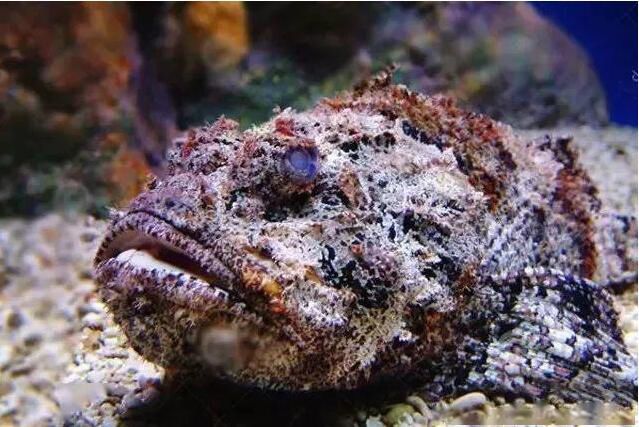 什么鱼最毒 玫瑰毒鲉是什么鱼能吃吗