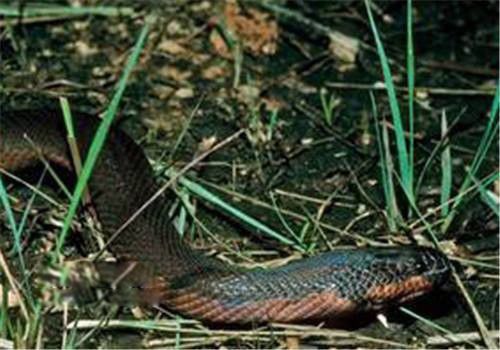 变色蛇长什么样子图片 漂亮的变色蛇有毒吗