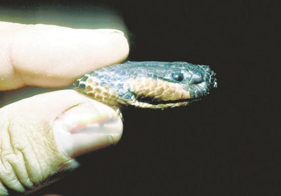 变色蛇长什么样子图片 漂亮的变色蛇有毒吗