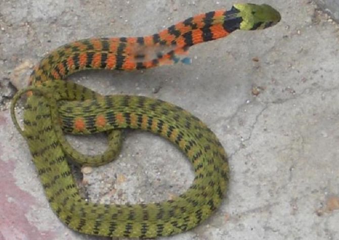 变色蛇长什么样子图片 漂亮的变色蛇有毒吗