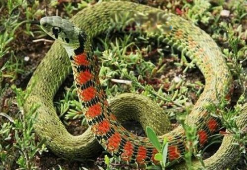 变色蛇长什么样子图片 漂亮的变色蛇有毒吗