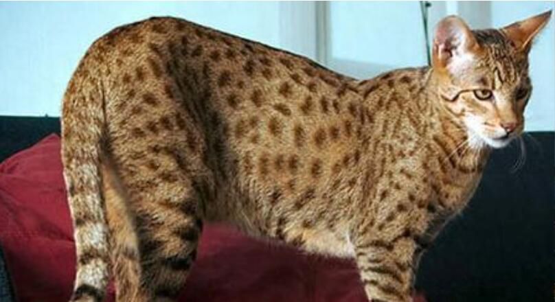 ʲôè������� ��������������è������