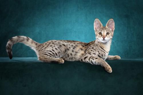 ʲôè������� ��������������è������