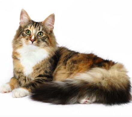 ʲôè������� ��������������è������