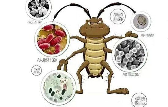 蟑螂的危害及消灭方法 咬人吗?咬人后什么样子