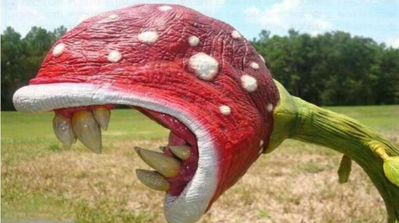 ʳ�˻���Ĵ����� ͼƬ��ʵ��Ƭ��ʲô����