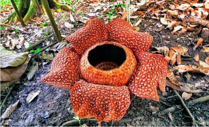 ʳ�˻���Ĵ����� ͼƬ��ʵ��Ƭ��ʲô����