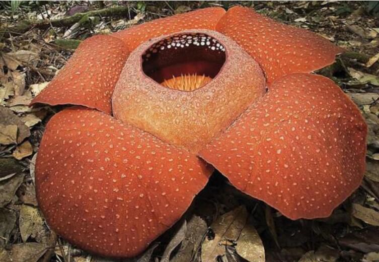 ʳ�˻���Ĵ����� ͼƬ��ʵ��Ƭ��ʲô����