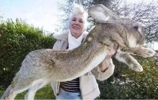 ����ʳ���ÿֲ�ͼƬ��ʲô���� ��֪������ʳ������ʲô��