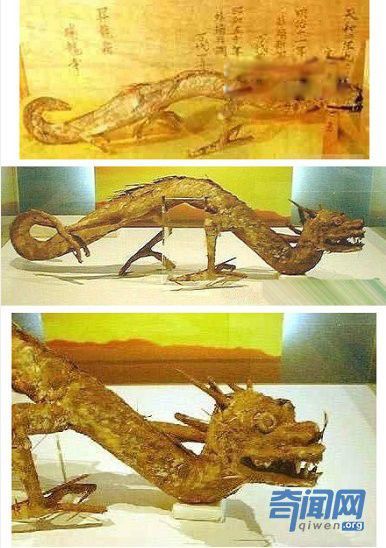 龙是真实存在的吗 发现龙的真实事件证据是什么