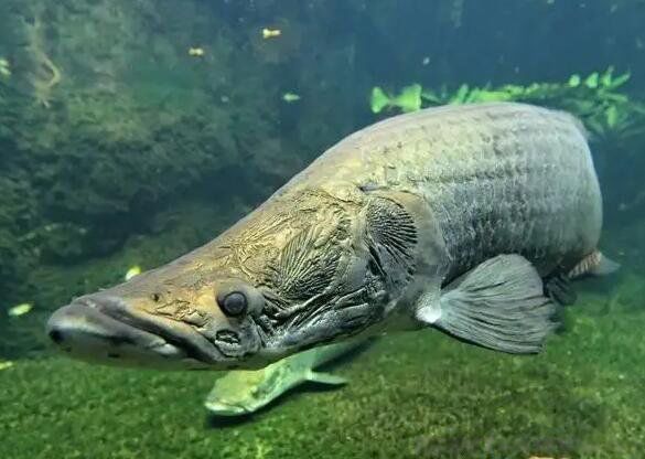 ̩��ʳ���������Ǽ� ��ʲô����ʵ�¼��ǺϷ���