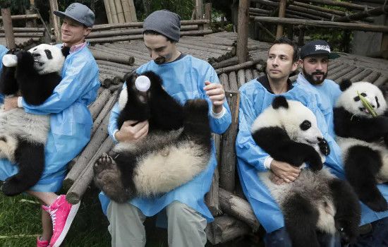 大熊猫吃人残忍图片 一般大熊猫吃什么食物