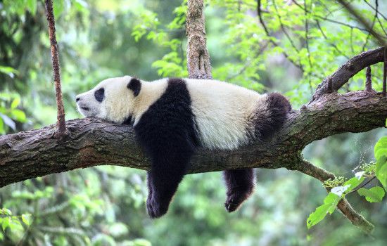 大熊猫吃人残忍图片 一般大熊猫吃什么食物