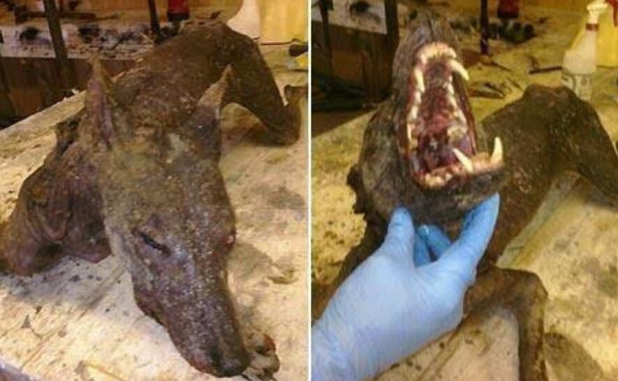 ׿�ؿ�������ʵͼƬ ��Ѫ����׿�ؿ�������Ĵ�����