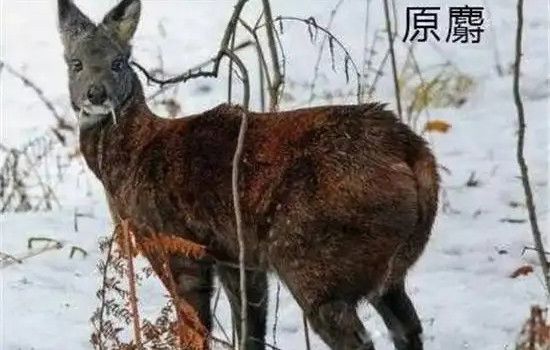 ��Ѫ��¹��ʲô����������� ��Ѫ��¹�����Ѫ��