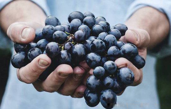 �Ϸؼɻ���㽶ˮ�� �����Ϸ��ܴ��㽶��