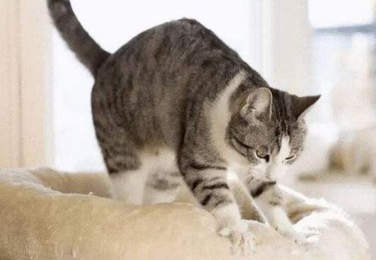 è�������ʲô��Ϊ ���̵�ԭ����ʲô�����