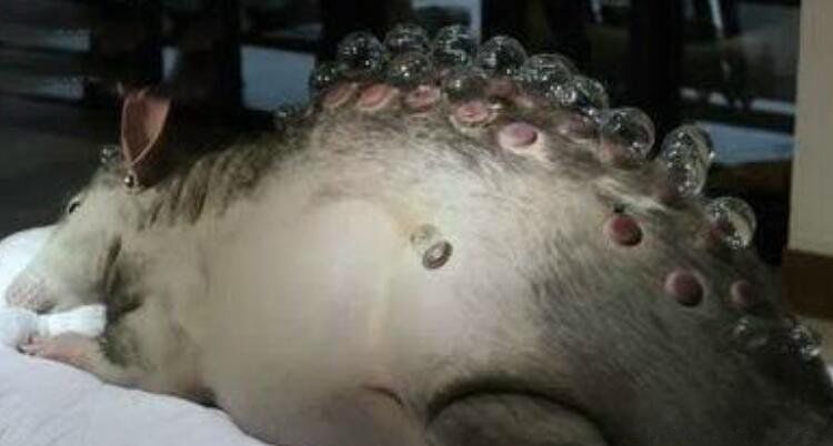 现实里被辐射到,会发生非常严重的病变,甚至影响到后代,所以变异生物