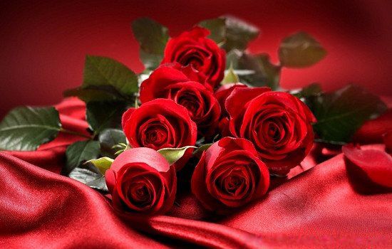 �Ͷ���11��õ�廨������ 11��õ�����ʲô��˼