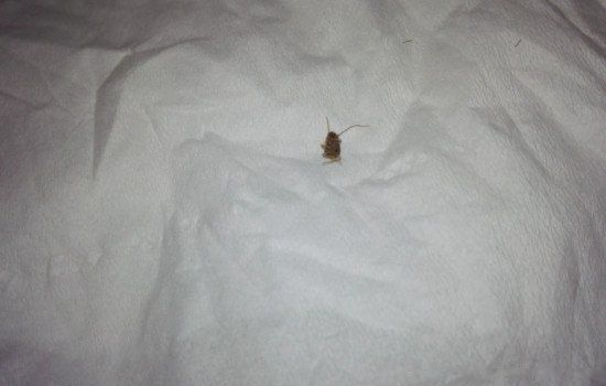 �������������ô�� ����˯�����᲻�῿����