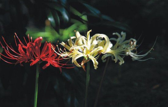 �˰���Ϊʲô�����˻� Ϊʲô������������ԭ��