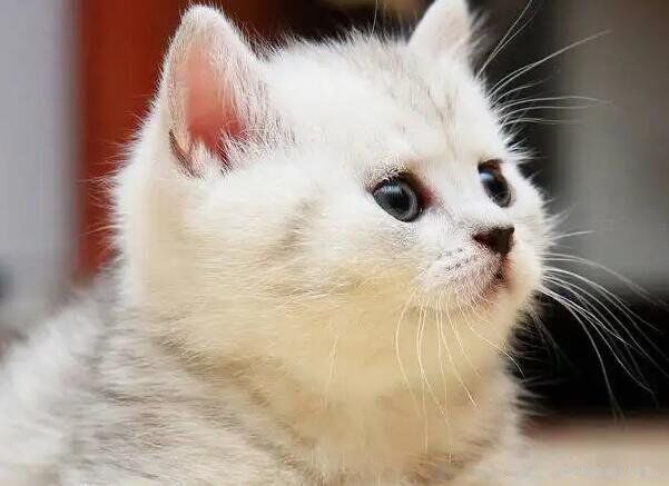猫咪临产前有什么迹象 六个特殊征兆你知道几个